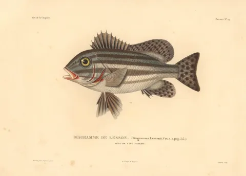 Illustration d'un poisson diagrame de Lesson