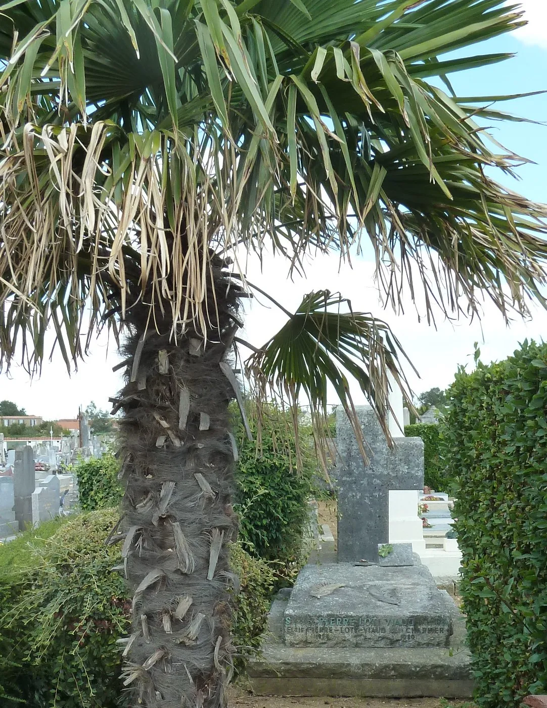 Tombe dans le cadre du printemps des cimetières